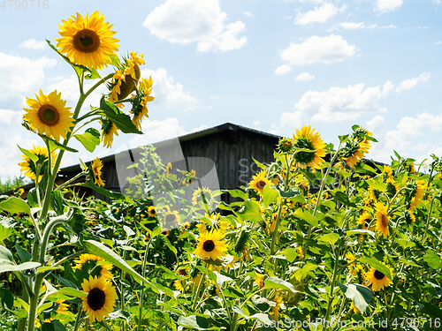 Image of some sunflowers with a hut