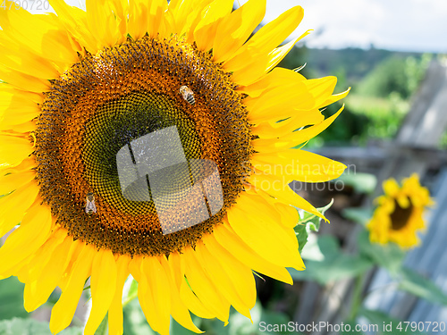 Image of single sunflower with some bees