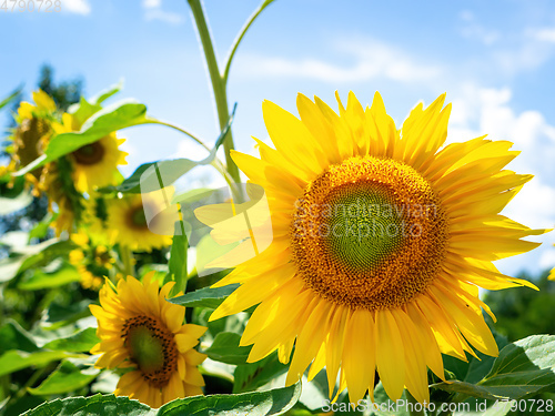 Image of some sunflowers on a sunny day