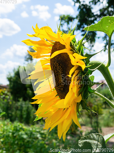 Image of single sunflower blue sky background