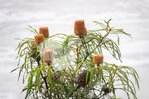 Image of Banksia prionotes plant in south Australia