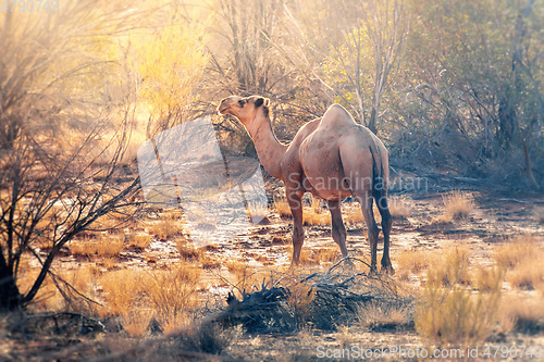 Image of lonely camel in the australian outback