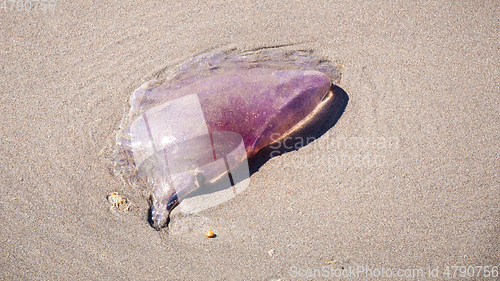 Image of jelly fish in the sand at the beach south Australia