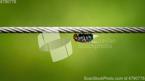 Image of housefly on a wire