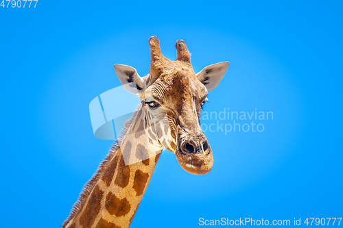 Image of Giraffe portrait isolated in front of a blue sky