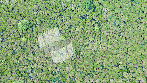 Image of Springtime wetland in fresh green meadow