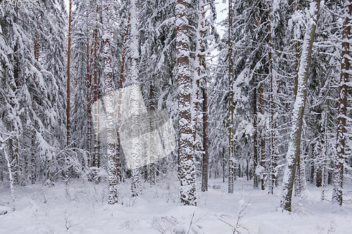 Image of Wintertime landscape of snowy coniferous tree stand