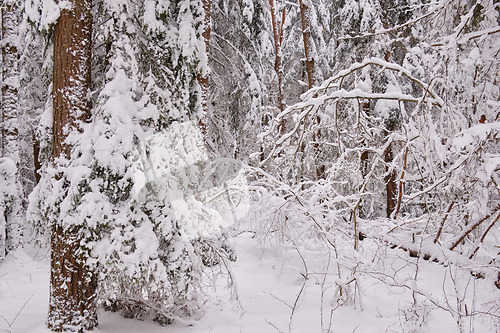 Image of Wintertime landscape of snowy coniferous tree stand