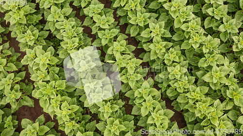 Image of Rows of young Sunflower from above