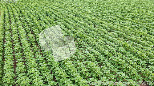 Image of Rows of young Sunflower from above