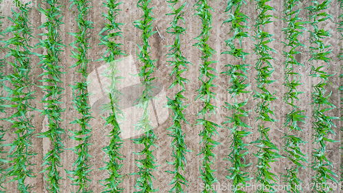 Image of Rows of young Corn top view