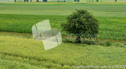 Image of Rape field with a lonely tree from above