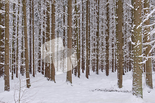 Image of Wintertime landscape of snowy coniferous tree stand