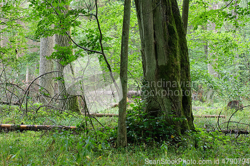 Image of Old oaks in autumnal misty forest