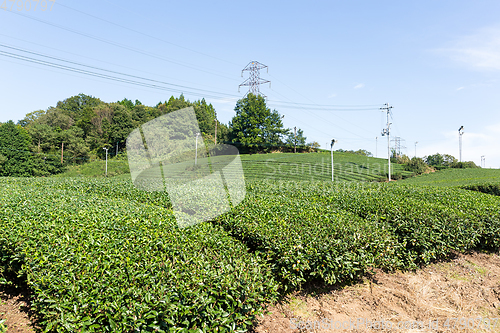 Image of Green Tea plant