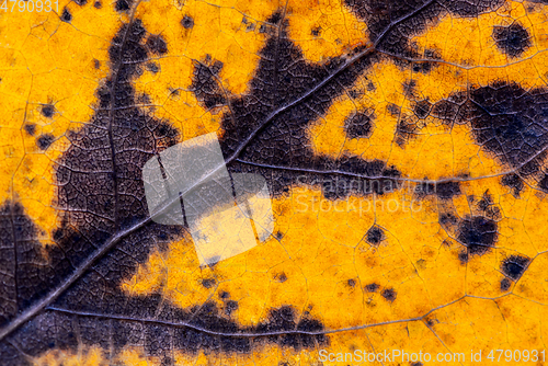 Image of Detail of old leaf in autumn. Background