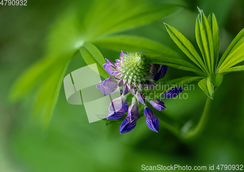 Image of A shot of  lupin, lupine or regionally as bluebonnet