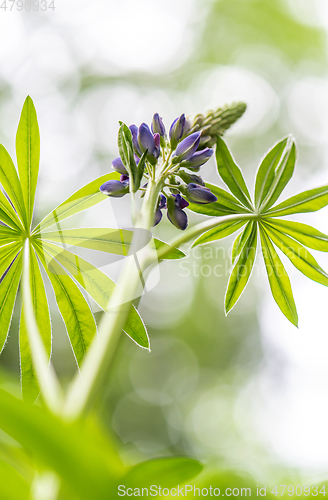 Image of A shot of  lupin, lupine or regionally as bluebonnet