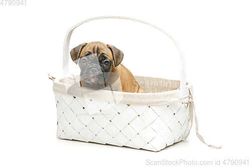 Image of cute french bulldog puppy in basket