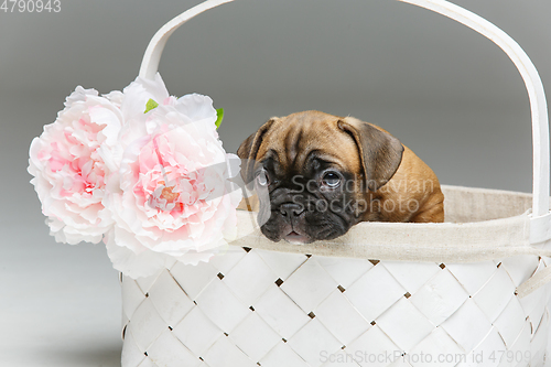 Image of cute french bulldog puppy in basket