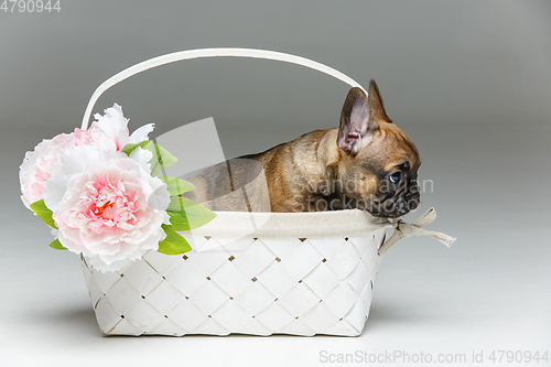 Image of cute french bulldog puppy in basket