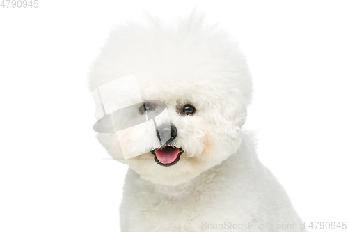 Image of beautiful bichon frisee dog