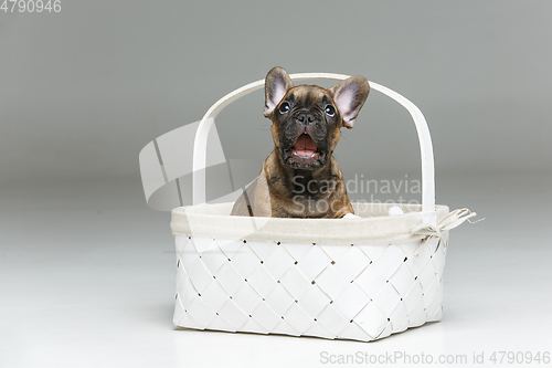 Image of cute french bulldog puppy in basket