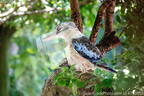 Image of kookaburra bird