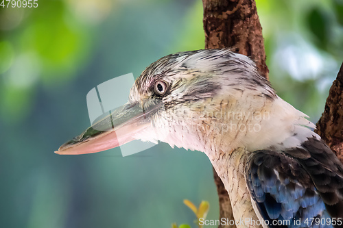 Image of kookaburra bird