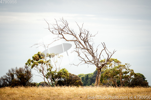 Image of lonely tree in an Australian landscape scenery