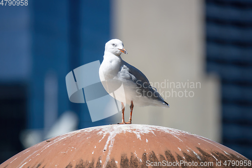 Image of typical seagull on a roof