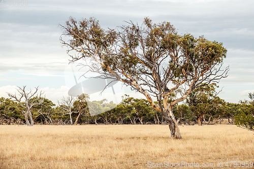 Image of eucalyptus tree in an Australian landscape scenery