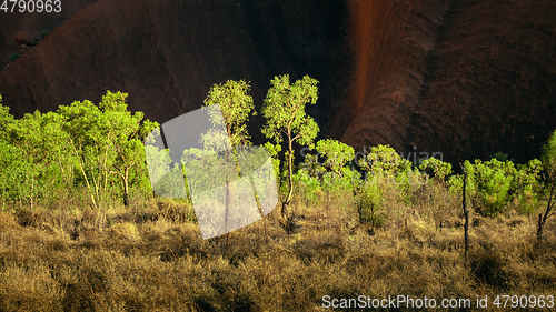 Image of panoramic detail bushes in Australia