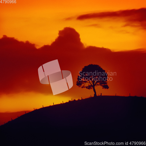 Image of sunset sky with tree