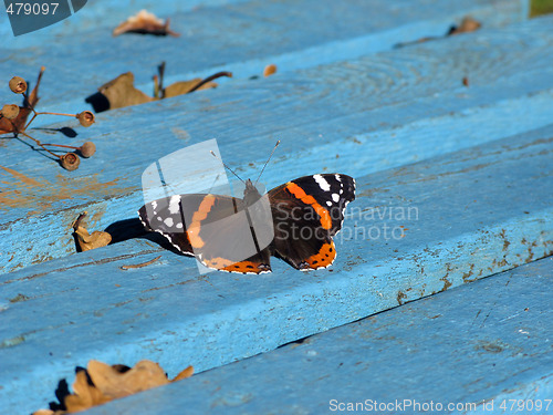 Image of Butterfly on blue bench