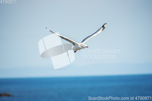 Image of typical seagull over the ocean