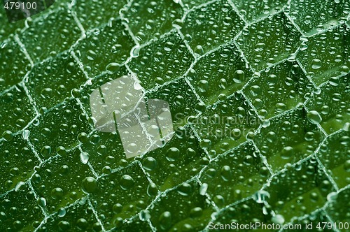 Image of waterdrops