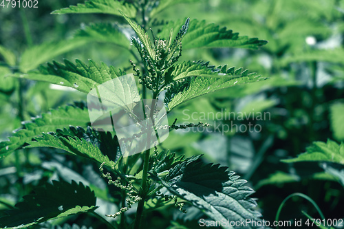 Image of green stinging nettle