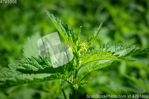 Image of green stinging nettle