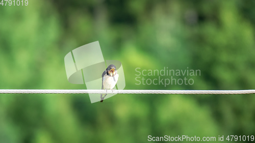 Image of bird on a wire with mouth wide open