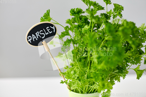 Image of green parsley herb with name plate in pot on table