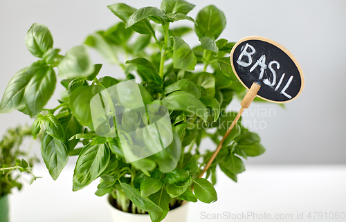 Image of close up of basil herb with name plate in pot