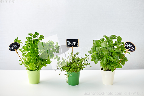 Image of greens or herbs in pots with name plates on table