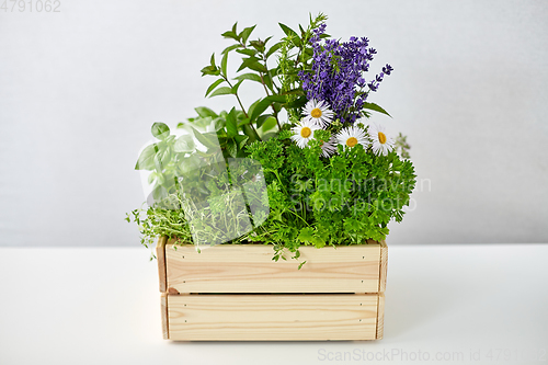 Image of green herbs and flowers in wooden box on table