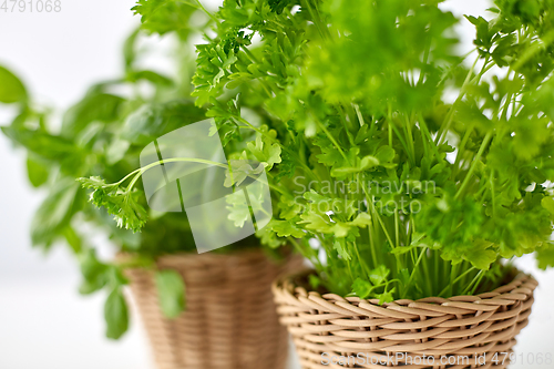 Image of close up of parsley herb in wicker basket