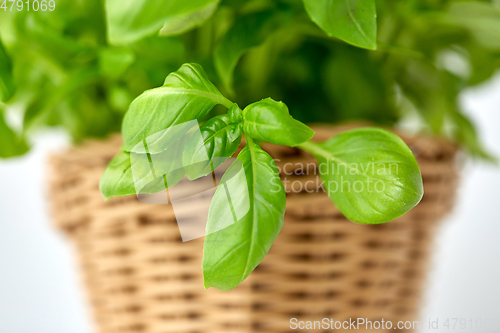 Image of close up of green basil herb in wicker basket