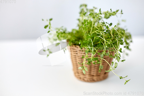 Image of green thyme herb in wicker basket on table