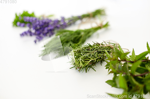 Image of greens, spices or medicinal herbs on white