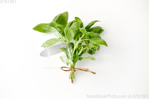 Image of bunch of basil on white background