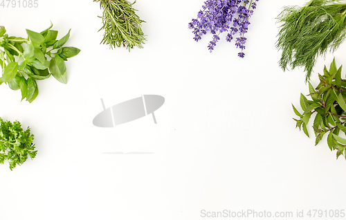 Image of greens, spices or medicinal herbs on white